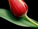 Blume Tulpe PICT3943_Bildgröße ändern